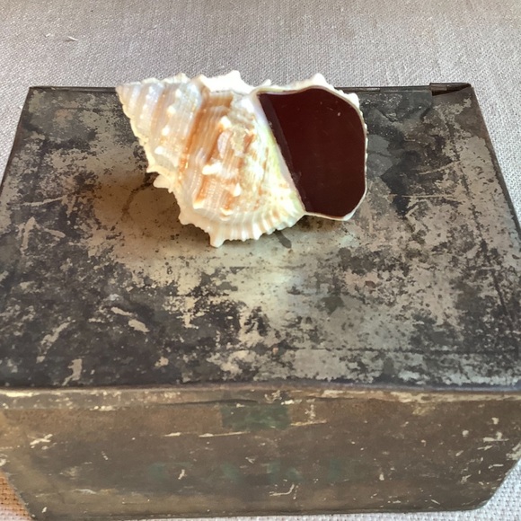 Shell Calligraphy Inkwell - Picture 2 of 4